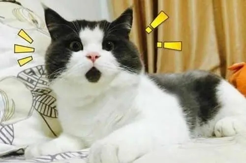 1618282967678761.jpg 640.webp.jpg